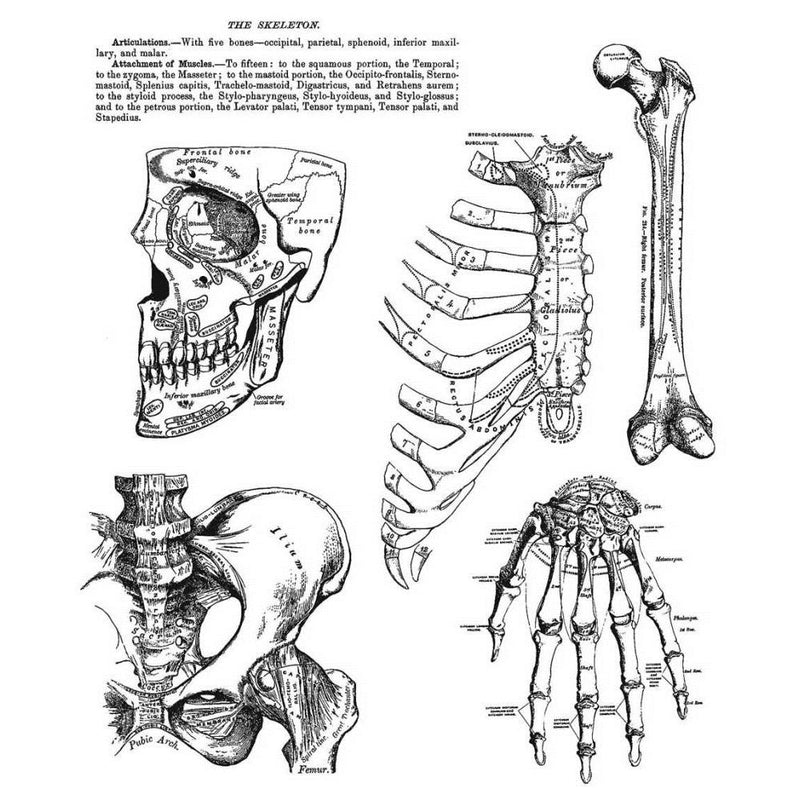 Stampers Anonymous Stamp Set - Anatomy Chart, CMS411 By: Tim Holtz