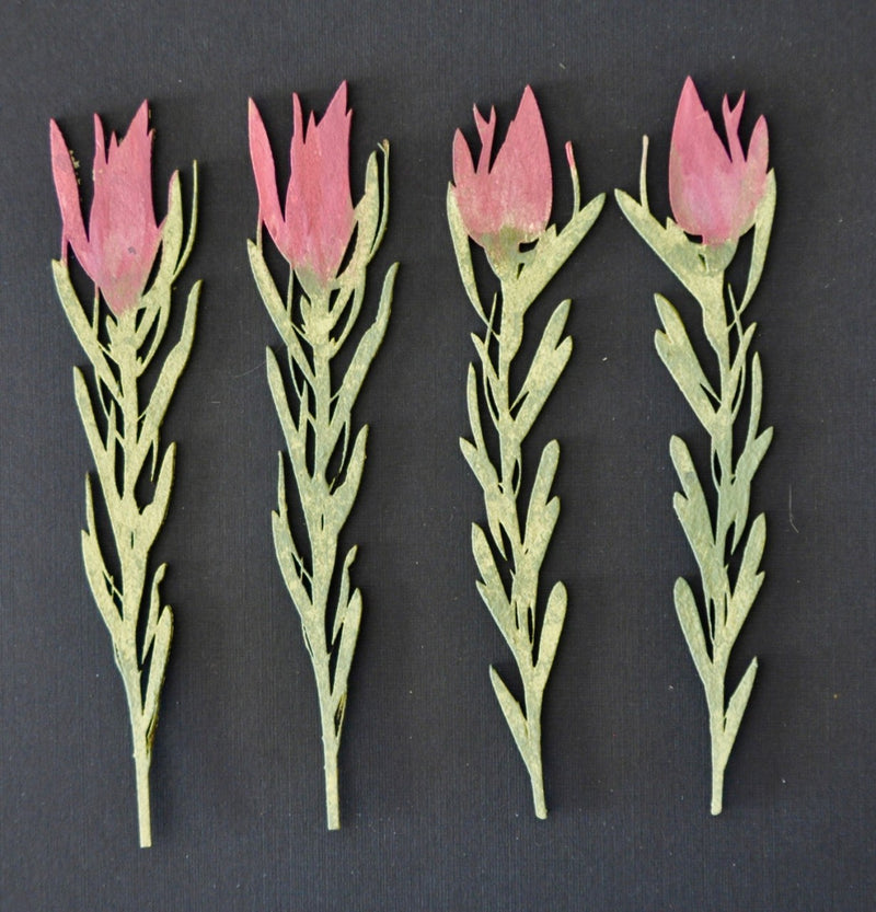 Dusty Attic Chipboard 3x6 - Proteas